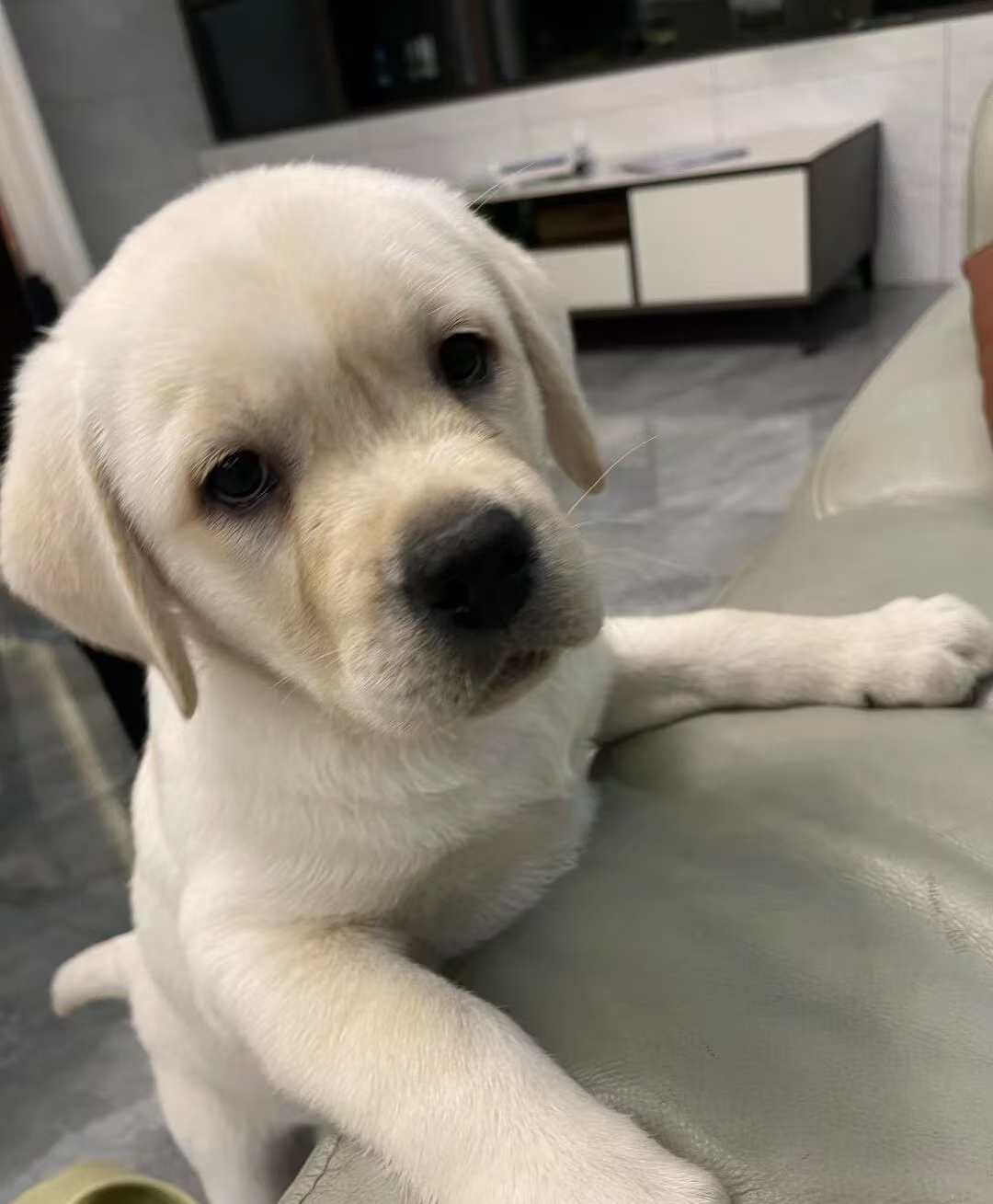性格稳定：对人友善、忠诚，是三大无攻击性犬之一, 常被用作导盲犬或协助犬